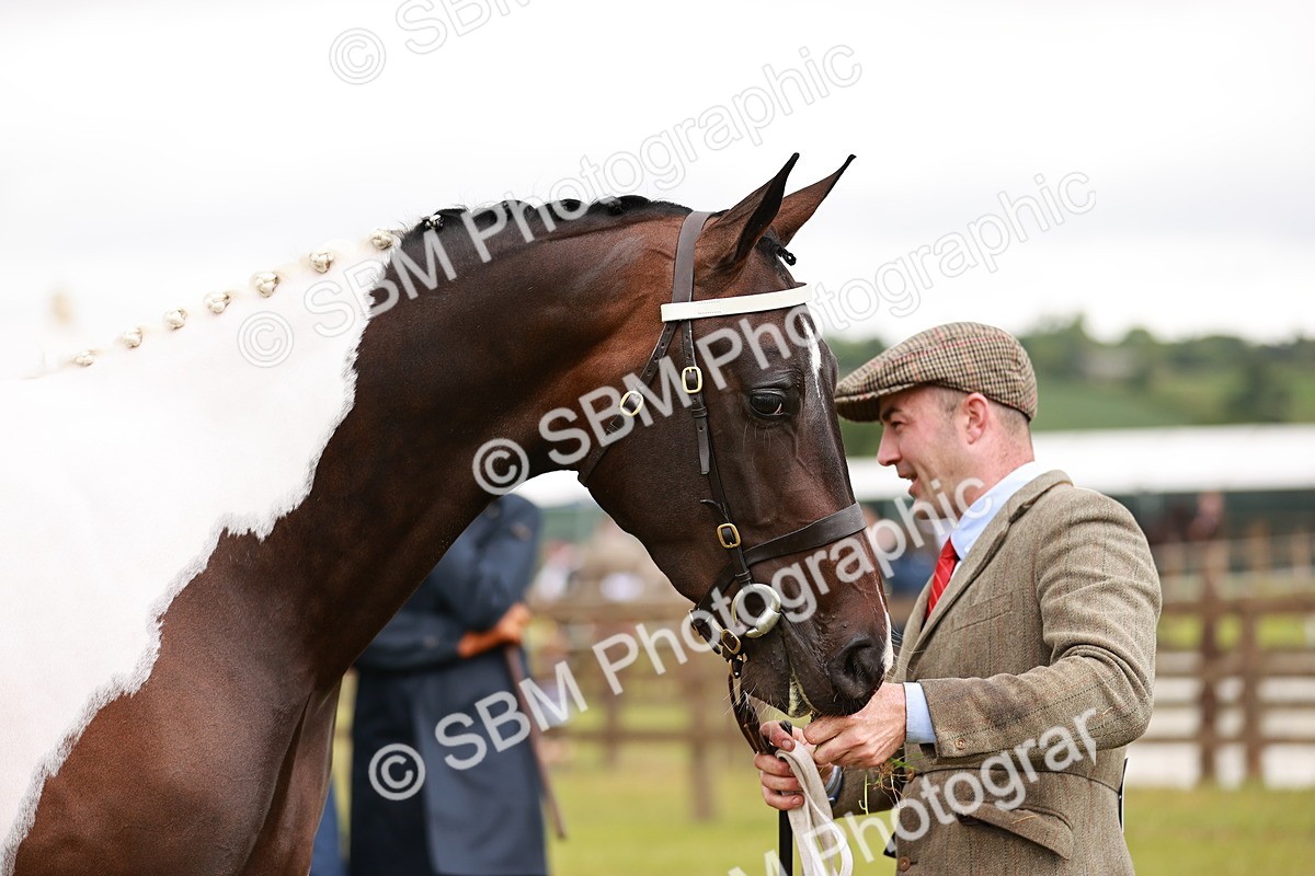 SBM_00770 - Class 26-30 Sport Horse In Hand