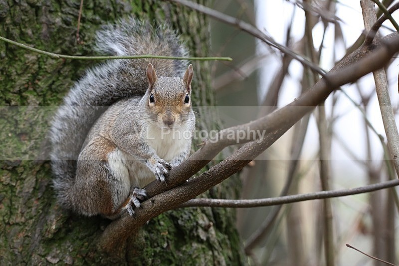 Squirrel - Animals and Birds