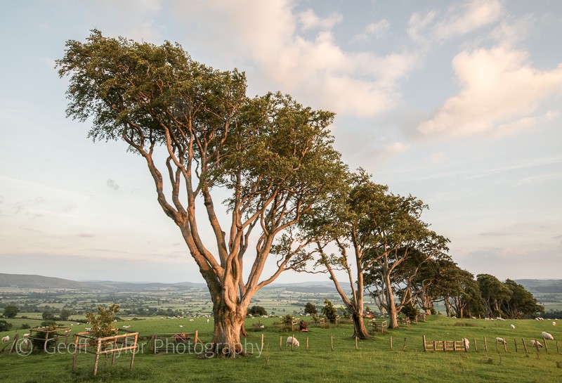 1350 Linley Beeches - Stiperstones