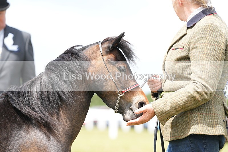 DSC06513 - Class 56: Miniature Horse 1, 2 & 3yr olds