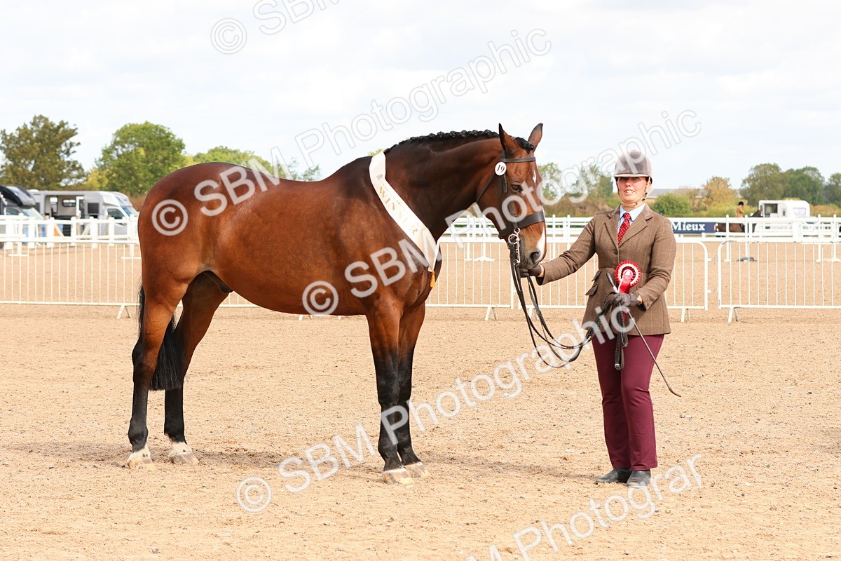 SBM_11767 - Class 208 - IH Veteran Horse