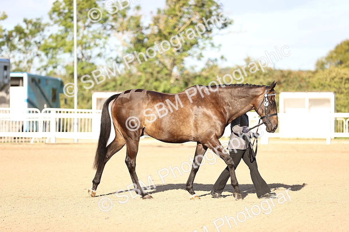 SBM_08294 - Class 401 - IH Veteran Horse