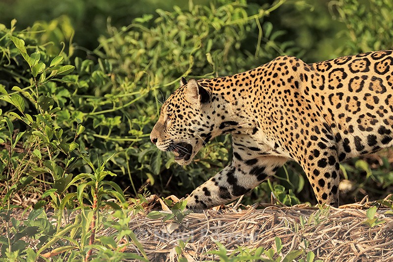 Jaguar moves along river bank, Rio Sao Lourenco, Brazil - Jaguar
