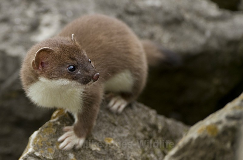 Stoat Kit. Conway, ref st 11 - STOATS (KITS)