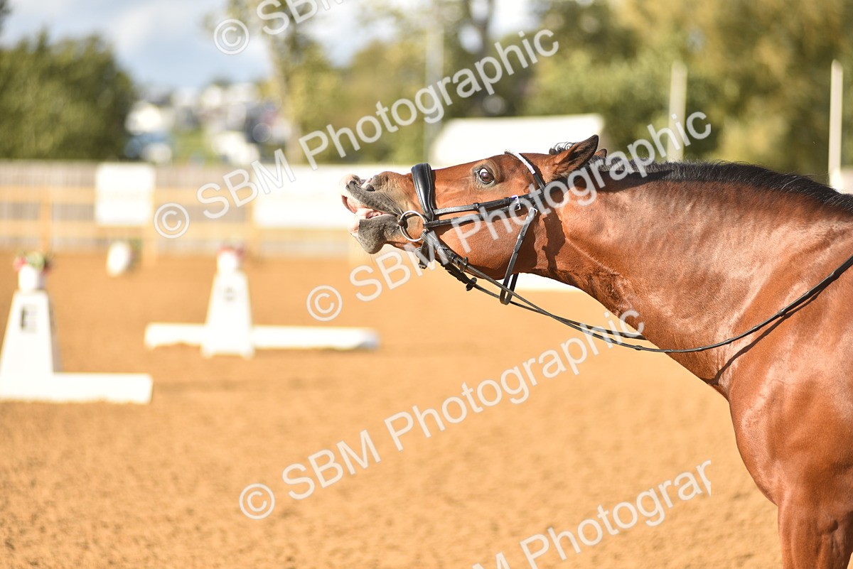 SBM_29674 - D16 -Small Tour Championship Novice 2