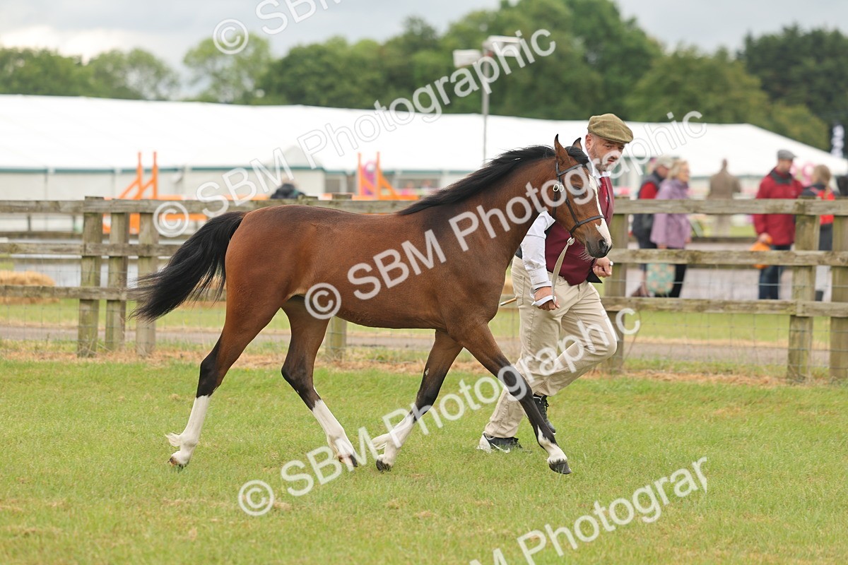 SBM_02134 - Class 50-57 - M&M Welsh Pony In Hand