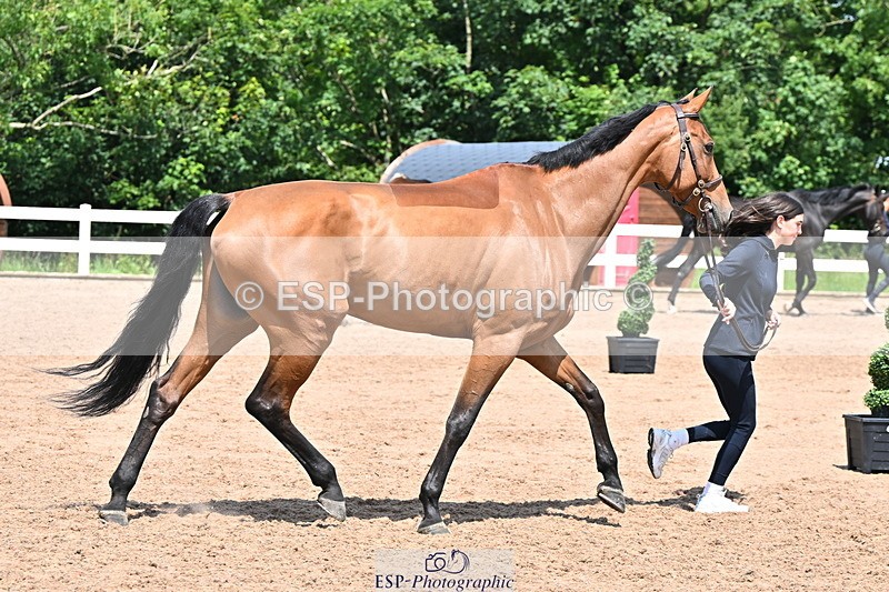 240718A-105316-01784 - Trot Up 1pm to 2pm