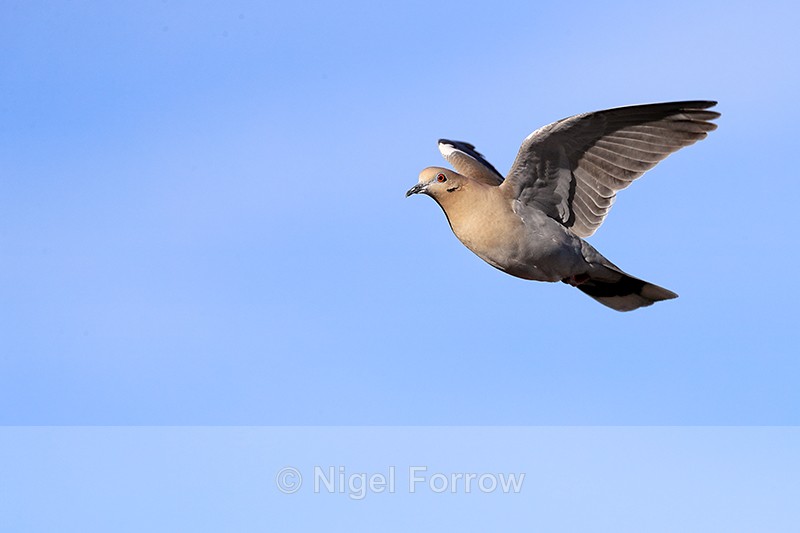 White-winged Dove in flight, Bosque del Apache, New Mexico - White-winged Dove