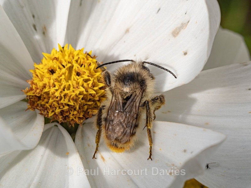 Hairy-footed flower bee ( Anthophora plumipes ♂︎ ) - Ten Metres from Home 1. (2020)