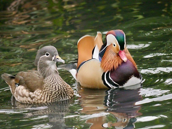 Mr & Mrs Mandarin Duck - BIRDS & INSECTS