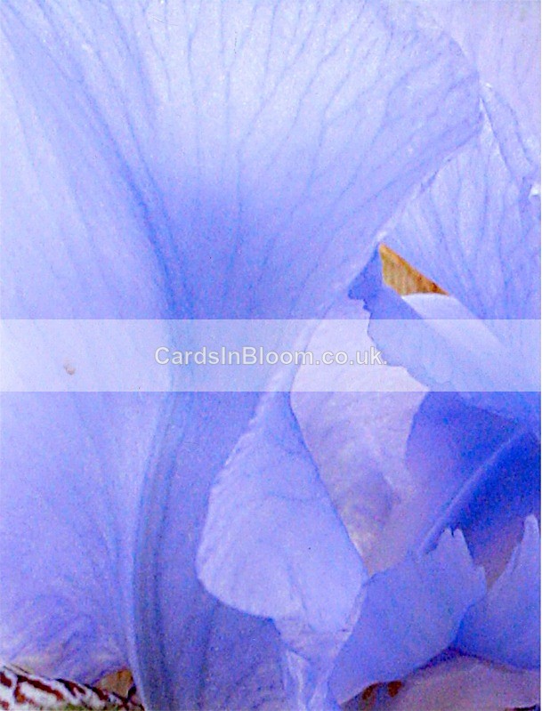 Iris 1006 - IRISES