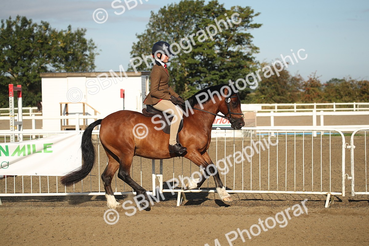SBM_11519 - Class 502 - Riding Club Horse