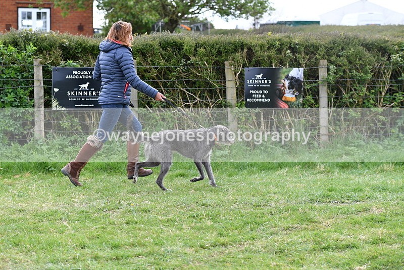 WJ5_9129 - Class 1 Best Cross Breed / Heniz 57