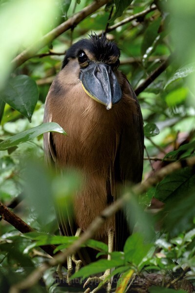  - Birds of Costa Rica and Mauritius