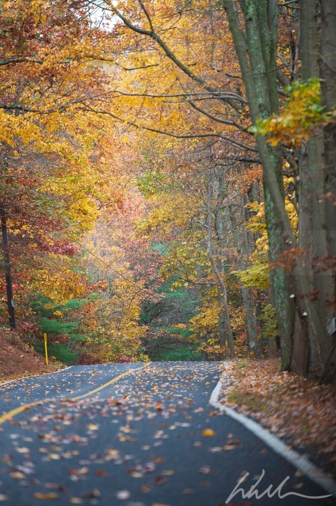 DSC_7715 - Autumn