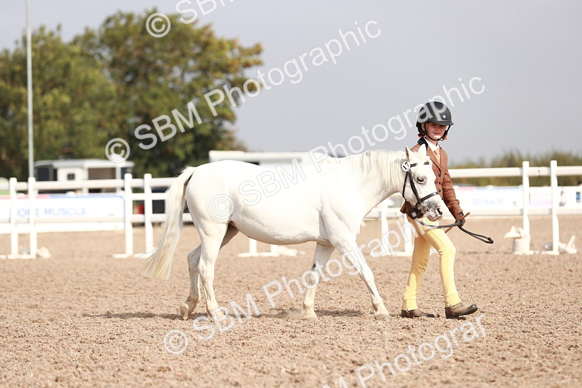 SBM_11759 - Class 206 IH Non Show Type Pony