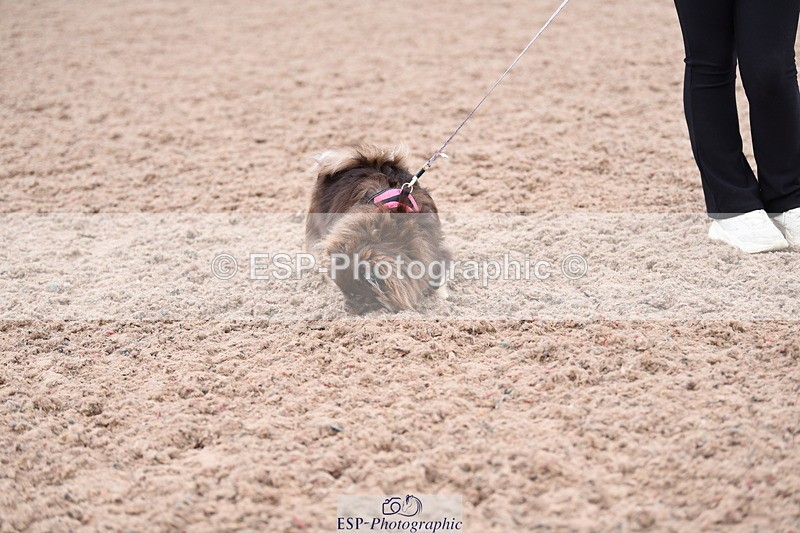 240518A-112404-00778 - Cls 1 Cutest Puppy