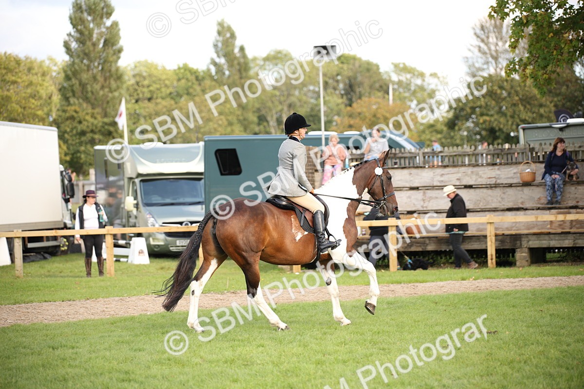SBM_50203 - S26 - Young Veteran - Ridden