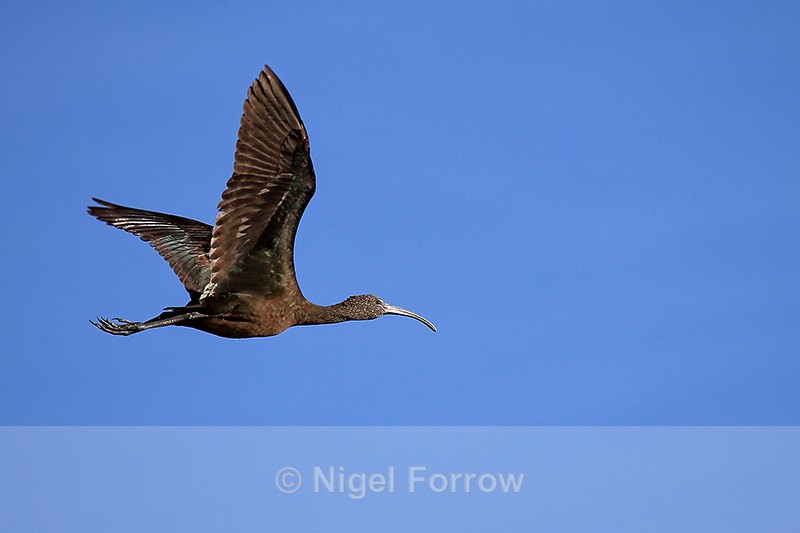 Flying Glossy Ibis (juvenile), Wakodahatchee Wetlands, Florida - Glossy Ibis
