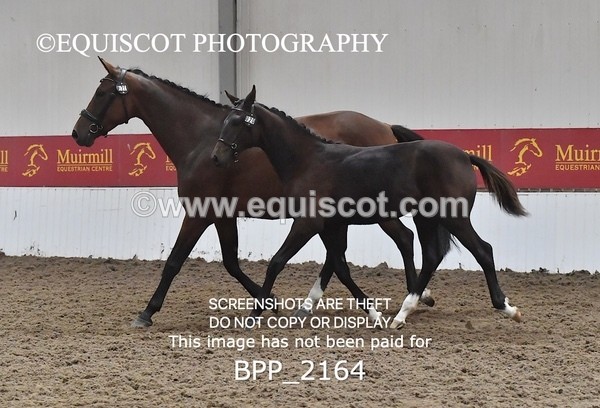 BPP_2164 - AFTERNOON 12.30 - 3.30PM