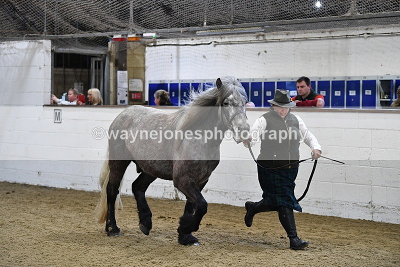 WJ5_3482 - Class 1 Youngstock