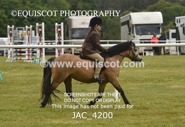 JAC_4200 - WORKING HUNTER CHAMPIONSHIP