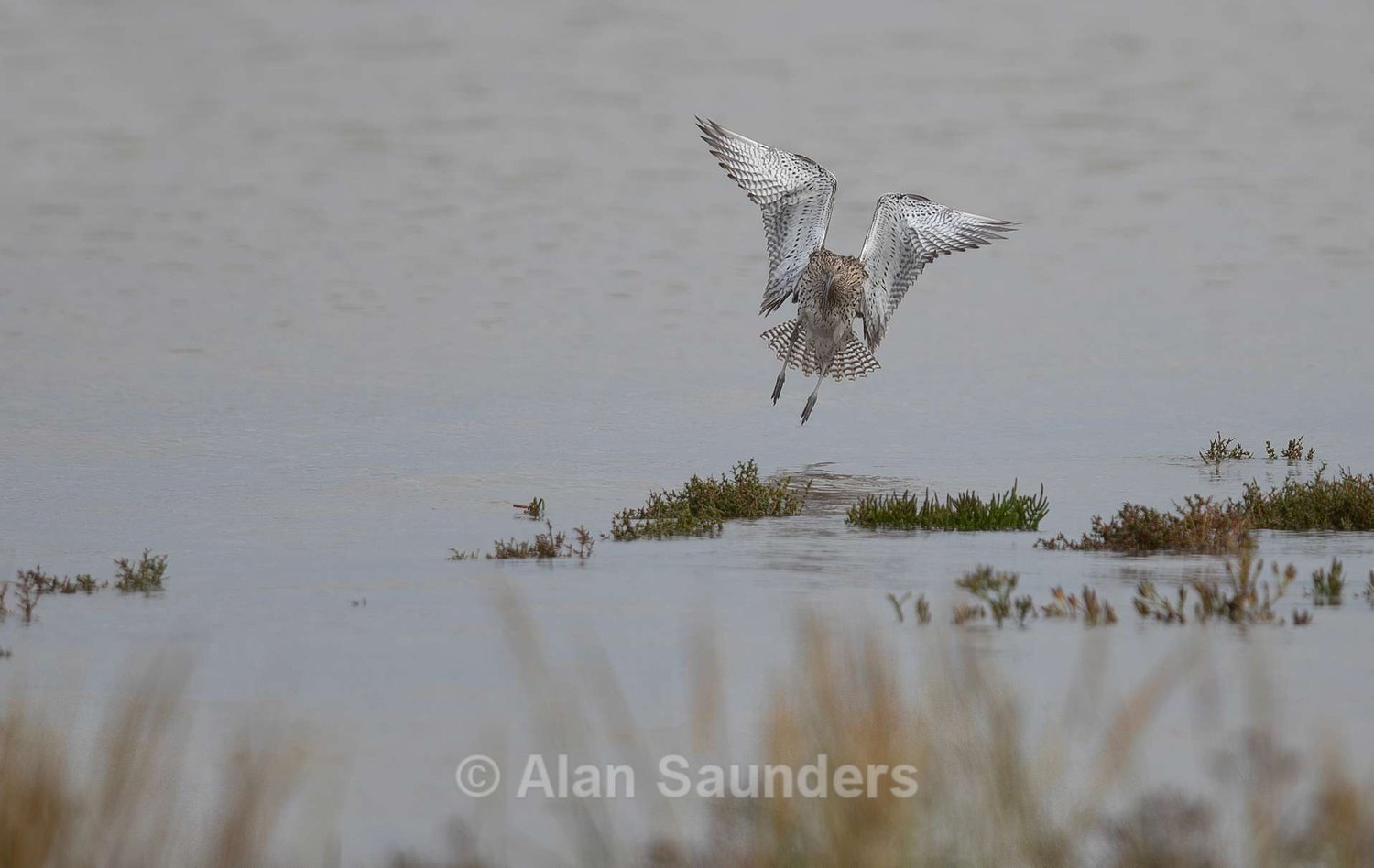 Eurasian Curlew 55
