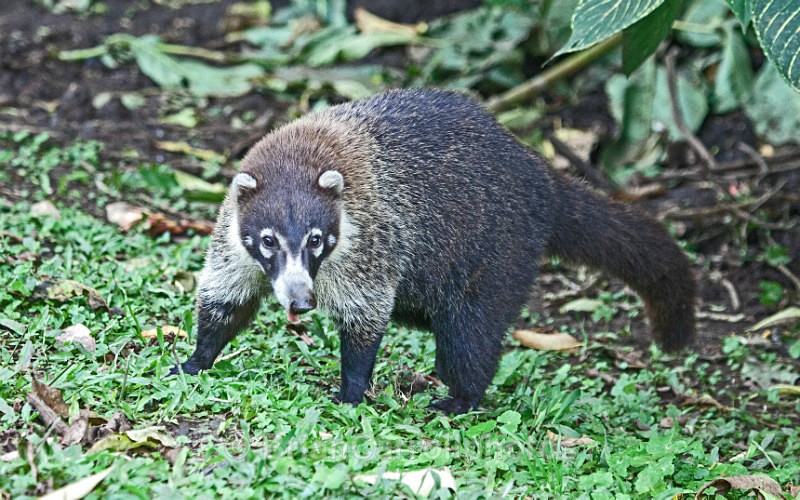 IMG_3124 White Nosed Coati, Costa Rica