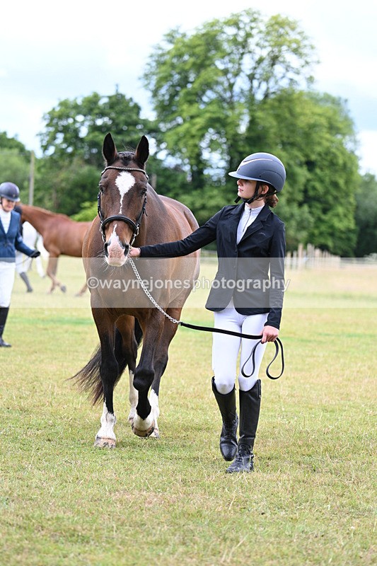 WJ7_6931 - Class 5a Most Handsome Gelding in Hand