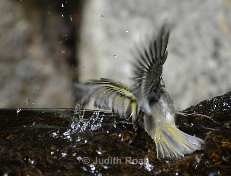 Golden-crowned Kinglet - Backyard Bathing Birds