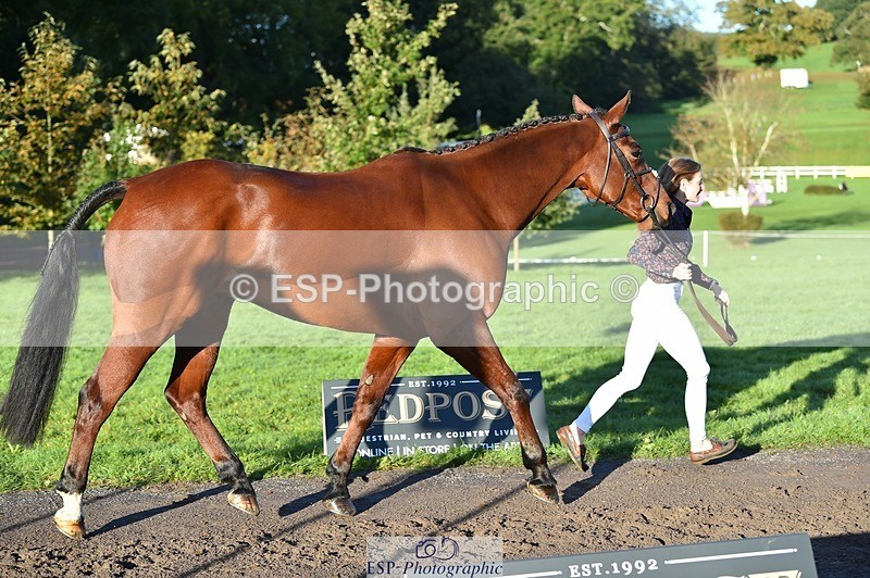 231022-091654-21667 - 620-PENOLVA.HIGH.HOPES-Elizabeth.Payne-TrotUp+SJ