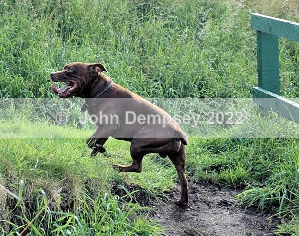 Lennon 2 - Walking the Dog