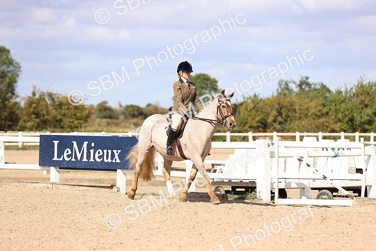 SBM_14350 - Class 412 - Handsomest Gelding (IH or Ridden)Adult