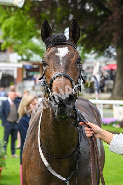 150524-Race 6-Shadow Army-4659 - Race 6 4.45pm British Stallion Studs EBF Novice Stakes