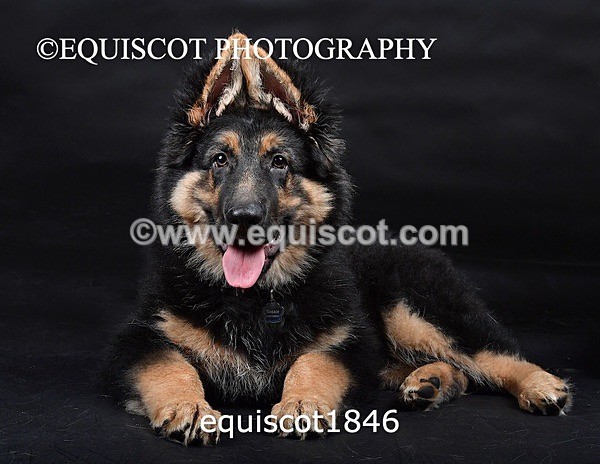 equiscot1846 - RONNIE