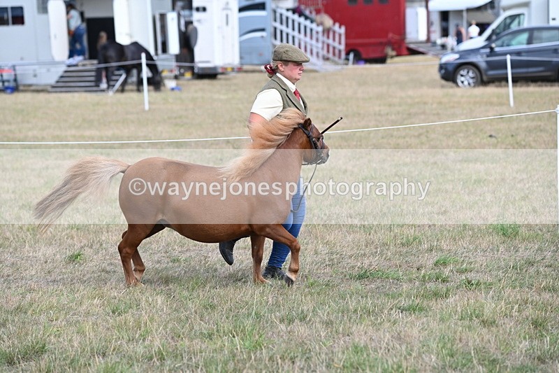 WJ6_6869 - Class 21 Shetland & Mini Horses