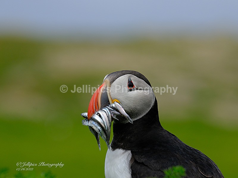  - Wildlife and Nature