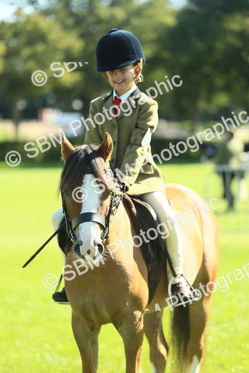 SBM_39062 - S29 - Novice & Newcomers Working Hunter Pony