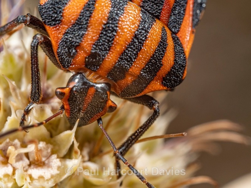 Italian Shield Bug (Graphosoma italicum)  - Ten Metres from Home 1.  (2020)