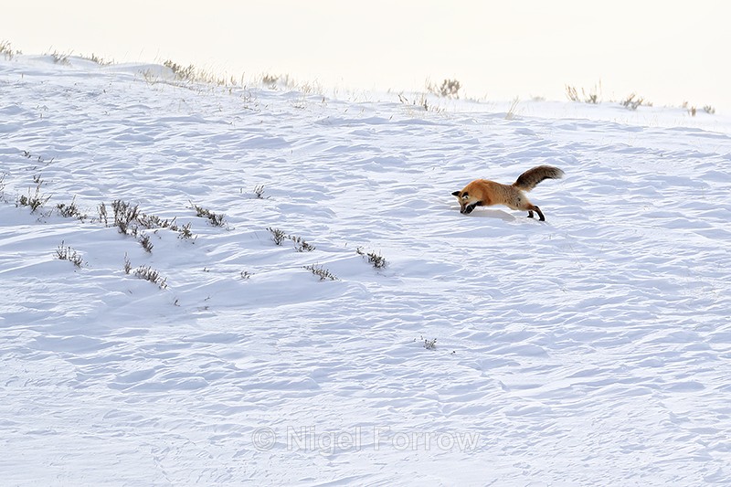 Red Fox pounces on prey, Yellowstone National Park - Red Fox