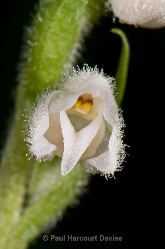  - Orchids - Various