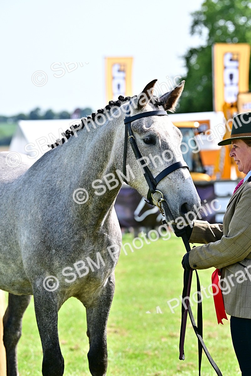SBM_03346 - Class 50 - 54 Light Horse Breeding