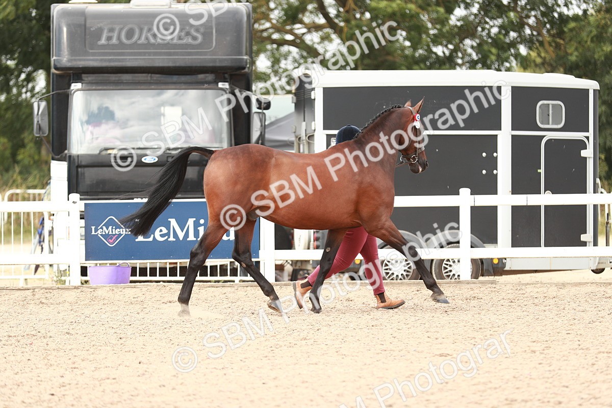 SBM_13160 - Class 208 IH Veteran Horse