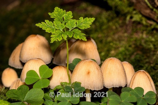 Toadstool Village - Macro