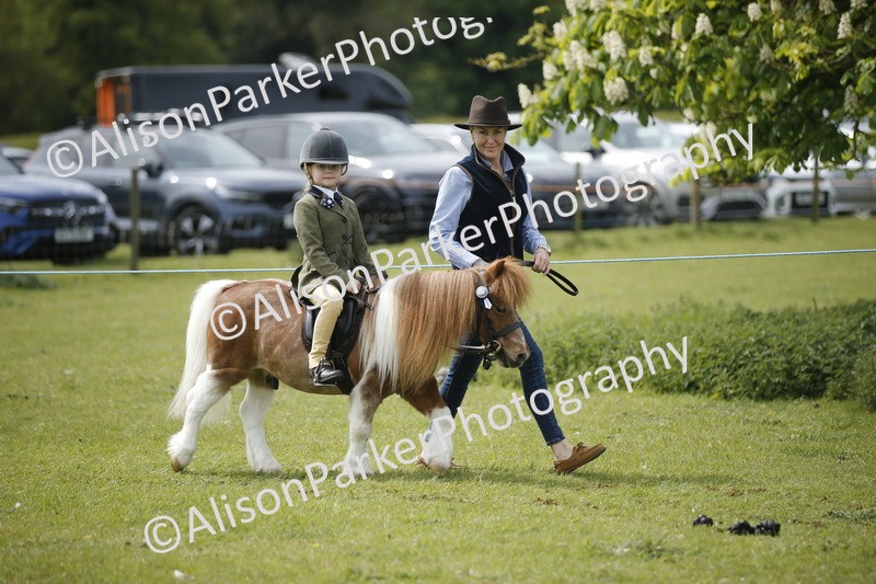 20260426-2146 - Class 9 - Handsomest Gelding