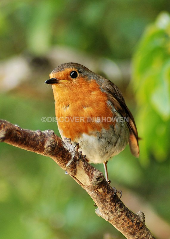 Robin - Wildlife