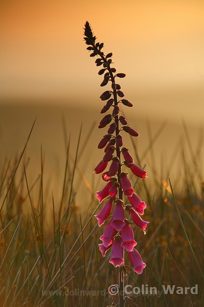 Foxglove at Sunset. Ref 2812 - macro and nature.