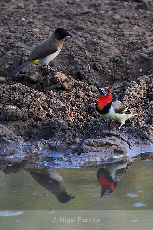 Black-collared Barbet and Dark-Capped Bulbul at a water hole - Black-collared Barbet