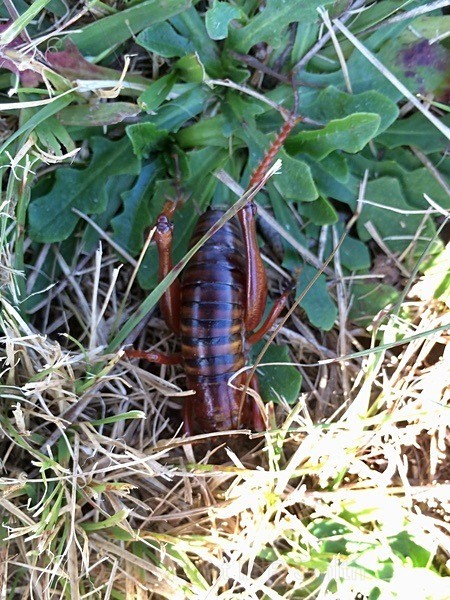 King Cricket Also Known As 'Parktown Prawn' - SA - BIRDS & INSECTS