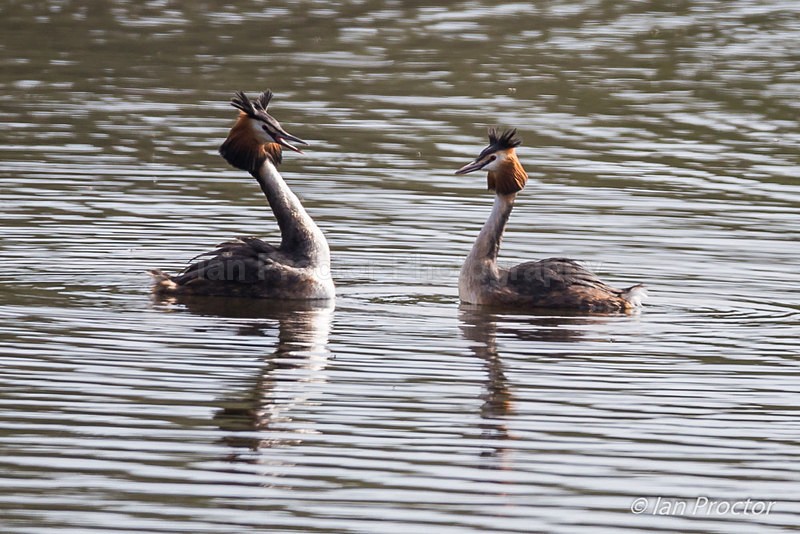 Great Crested Grebe Courtship - Nature